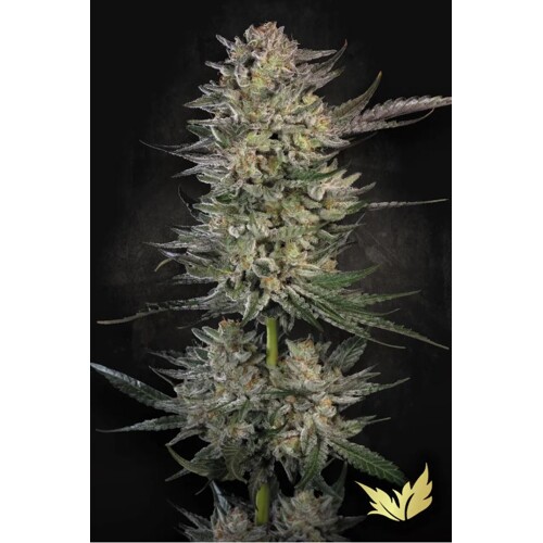 Paradise Seeds Candy Breath 3 pcs