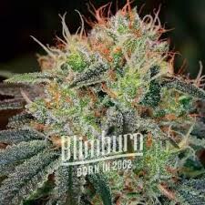 Blimburn Seeds Fat Bastard 9db