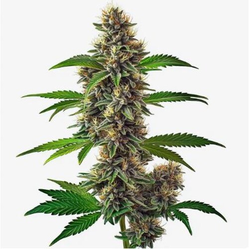 Blimburn Seeds Fat Bastard Auto 6pcs
