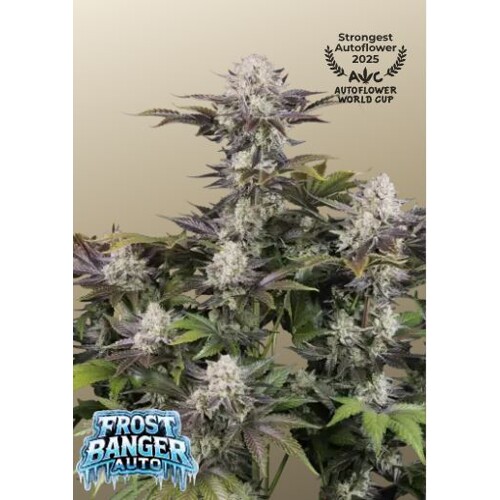 FastBuds Frostbanger Auto 10 ks
