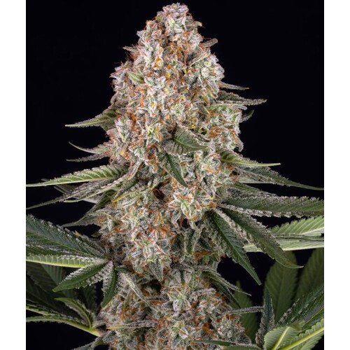 Barney's Farm Mendo Breath 5 pcs