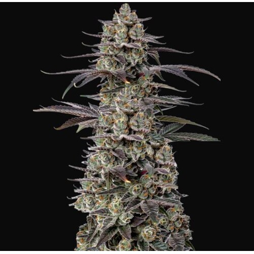 GrowersChoice Tropicana Cherry 5 pcs