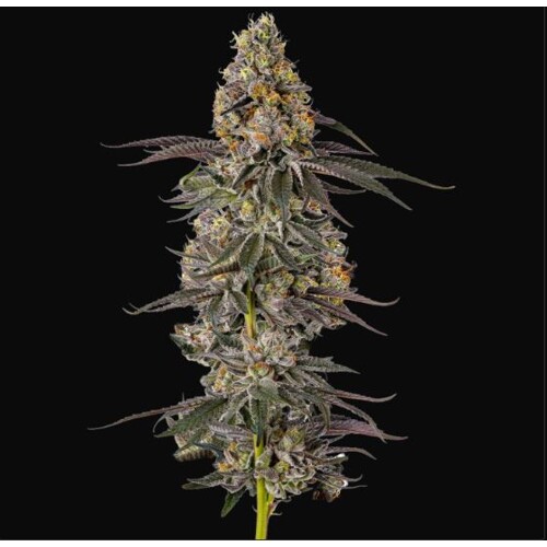 GrowersChoice Sticky Wasabi 5 db