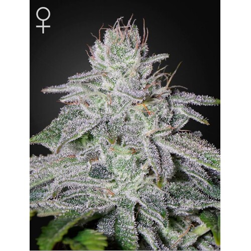 Green House Seed Co. Franco's Lemon Cheese 5 pcs
