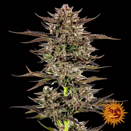 Barney's Farm Frosted Zinn x 3 Bears OG Auto 5 ks