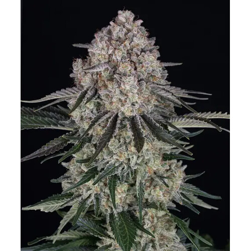 Barney's Farm Sour Diesel Auto 5 pc