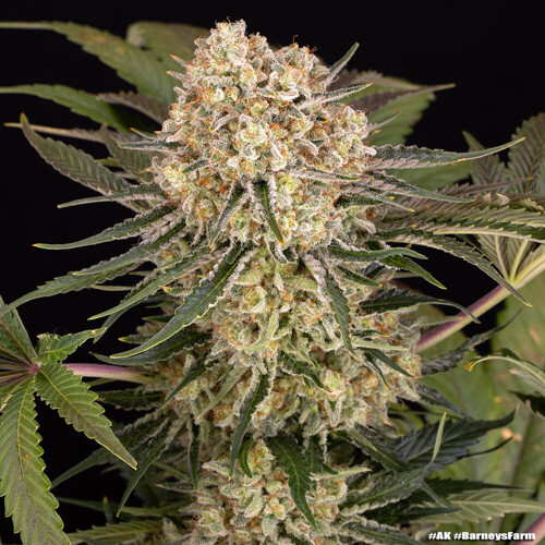 Barney's Farm AK 5 pc