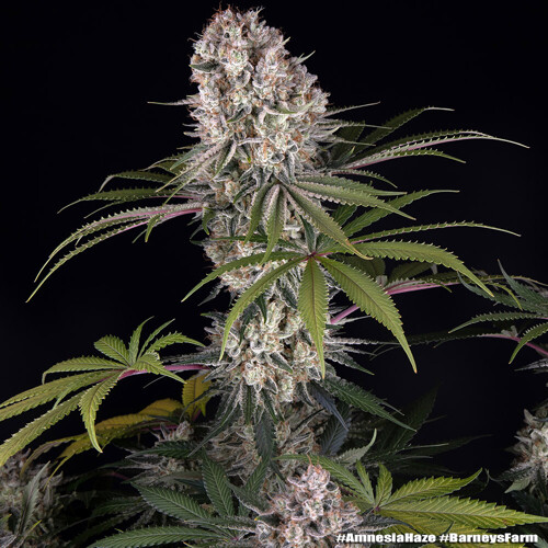 Barney's Farm Amnesia Haze 5 seeds