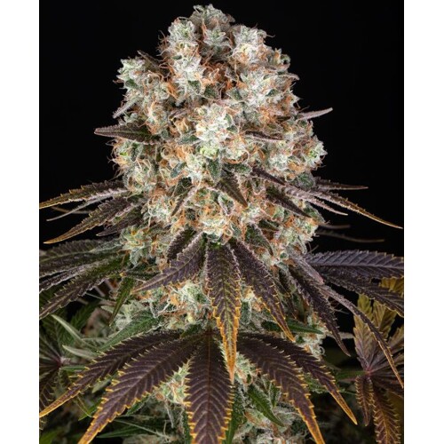 Barney's Farm Bruce Banner 5 pcs