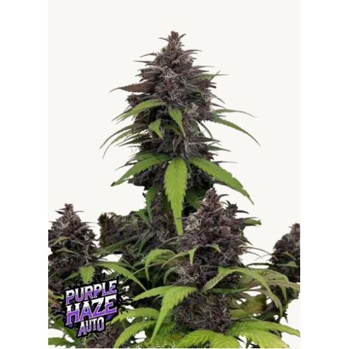 FastBuds Purple Haze Auto 5 pcs