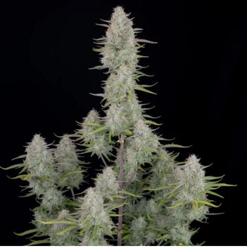 FastBuds Wedding Cheesecake Auto 10 seeds