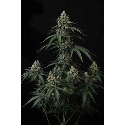 FastBuds Banana Cherry Cookies 3 db