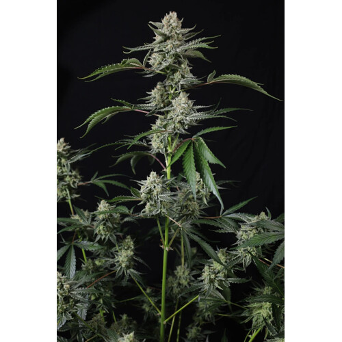 FastBuds Banana Guava 5 db