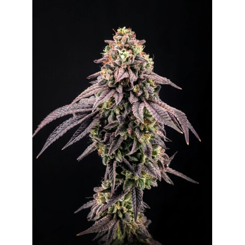 FastBuds Biscotti Gelato 3 db