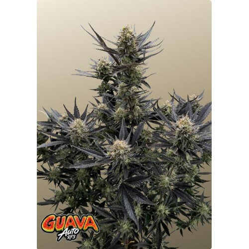 FastBuds Guava Auto RF3 5 seeds