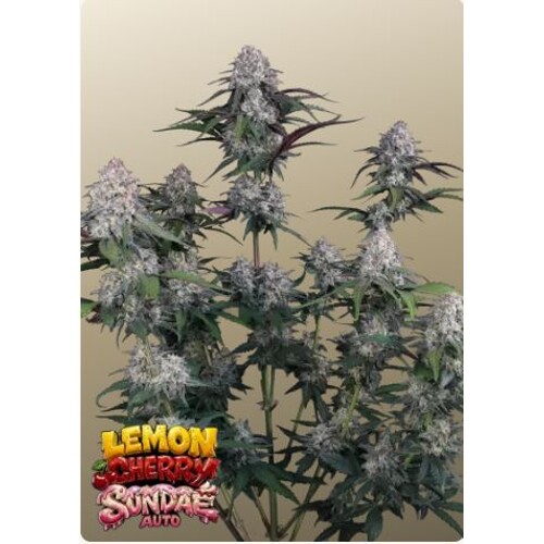 FastBuds Lemon Cherry Sundae Auto 5 seeds