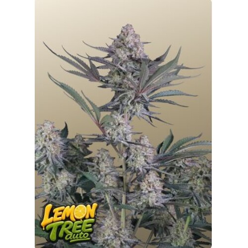 FastBuds Lemon Tree Auto 3 db