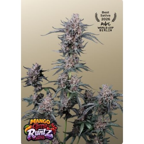 FastBuds Mango Cherry Runtz Auto 5 db