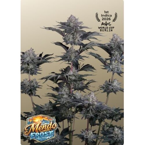 FastBuds Mendo Frost Auto 3 seeds