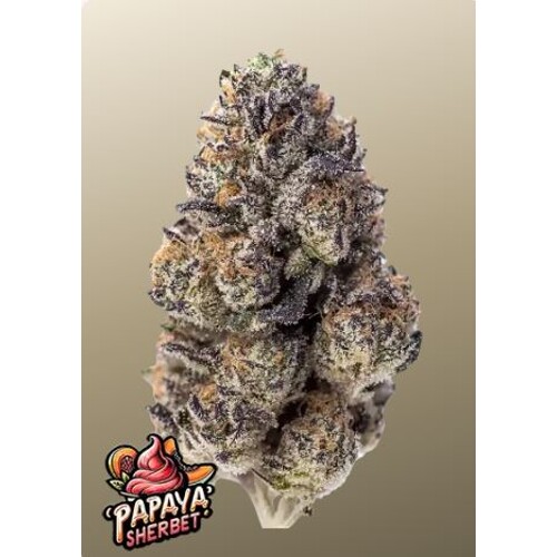 FastBuds Papaya Sherbet 3 seeds