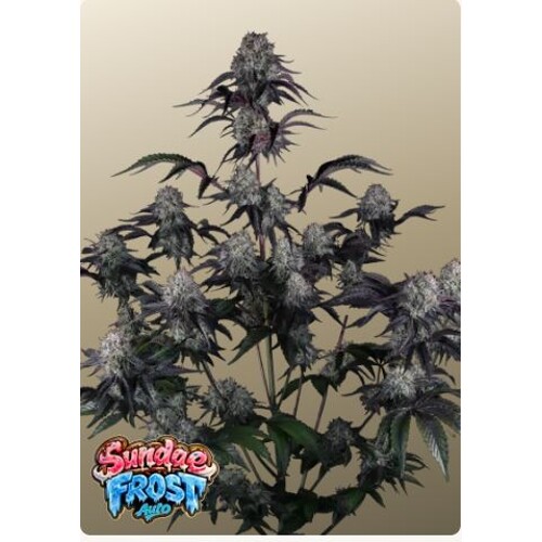 FastBuds Sundae Frost Auto 3 seeds