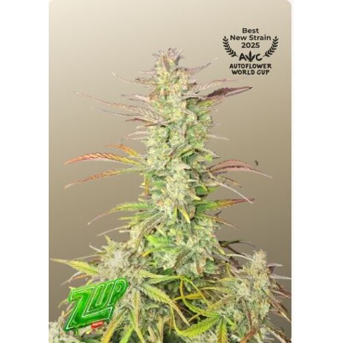 Fast Buds Z- Up Auto 3 seeds