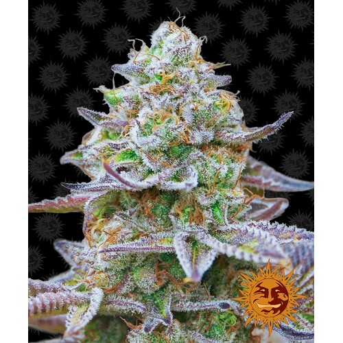 Barney's Farm Gorilla Zkittlez 5 seeds