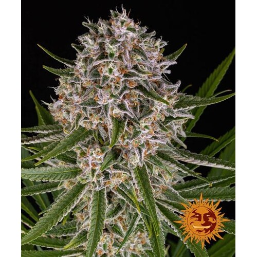 Barney's Farm Lemon Haze Auto 5 db