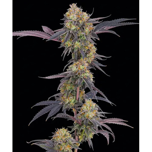 Barney's Farm Tropicana Cherry 5 pc