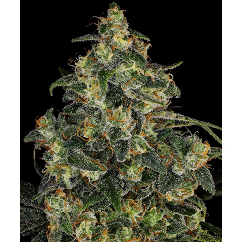 Barney's Farm Blue Gelato 41 10 + 10 seeds