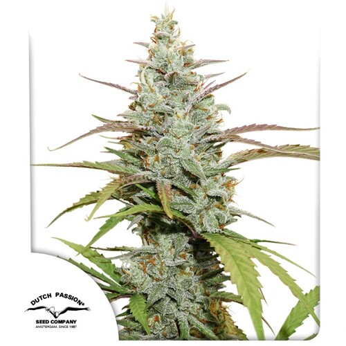 Dutch Passion Seed Company Mokum's Tulip 5 seeds