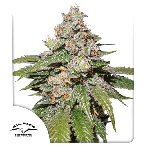 Dutch Passion Seed Company Mokum's Tulip Auto 7 seeds