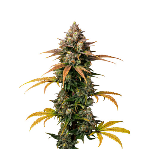 GrowersChoice Brain Damage Auto 5 ks