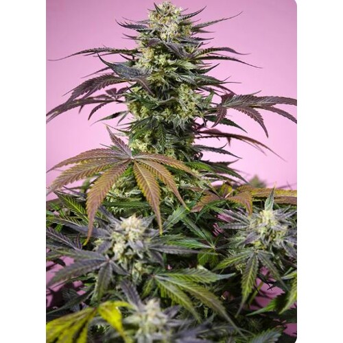 Sweet Seeds Gelonade 3 pcs
