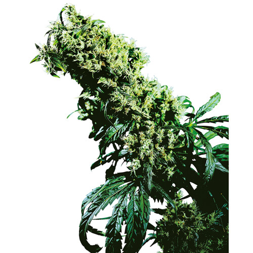 Sensi Seeds Northern Light x Haze 5 pcs