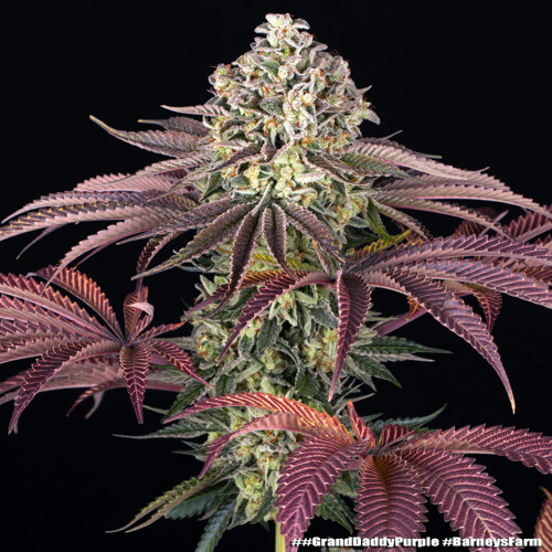 Barney's Farm Granddaddy Purple 5 ks