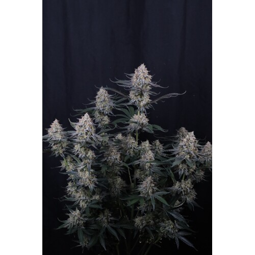 FastBuds Guava Sundae Auto 3 ks