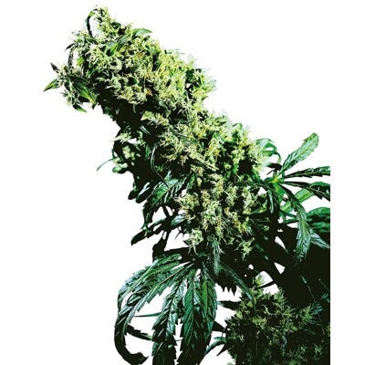 Sensi Seed Northern Lights #5 X Haze 5 ks