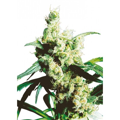 Sensi Seed Skunk Kush 5 Seeds