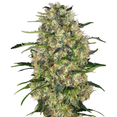 Sensi Seeds Black Domina Regular 10 db