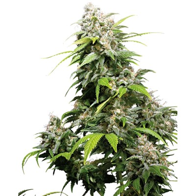 Sensi Seeds California Indica Regular 10 db