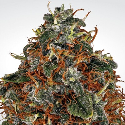 Paradise Seeds Space Cookies 10 ks
