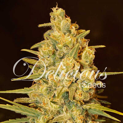 Delicious Seeds Critical Sensi Star 5 db