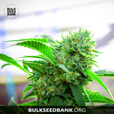 Bulk Seed Bank Auto AK ab 17,5.-€
