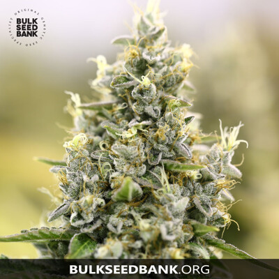 Bulk Seed Bank Auto AMNESIA HAZE ab 17,5.-€