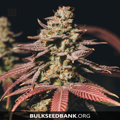 Bulk Seed Bank Auto BUBBLEGUM EXTRA 10 Seeds