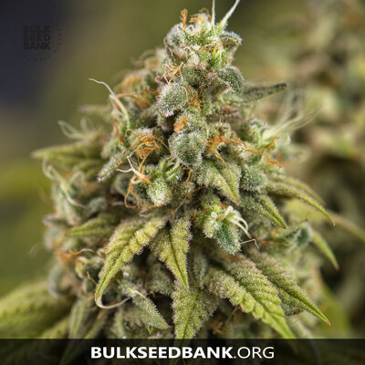 Bulk Seed Bank Auto BUBBLEGUM EXTRA 100 Seeds