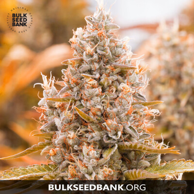 Bulk Seed Bank Auto GUERILLA GLUE od 17,5.-€
