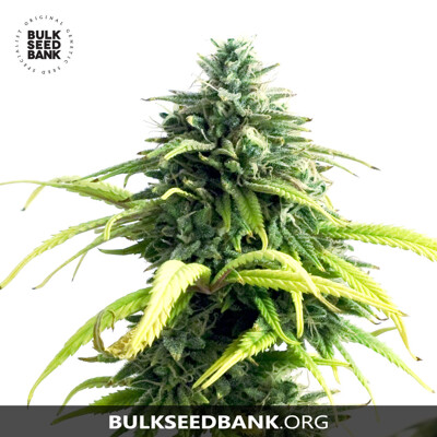 Bulk Seed Bank Auto LIME SKUNK od 17,5.-€