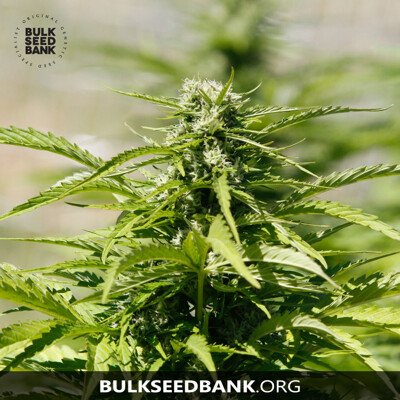 Bulk Seed Bank Auto MAZAR EXTRA od 17,5.-€